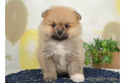 成約済の千葉県のポメラニアン-226746の3枚目